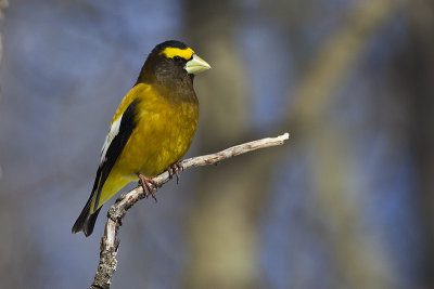 evening grosbeak 032313_MG_1199