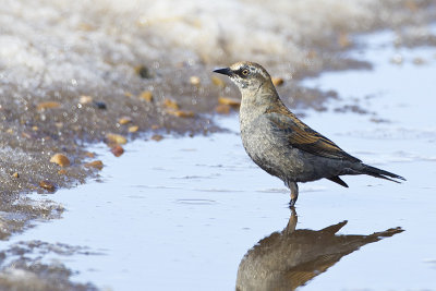 rusty blackbird 032913_MG_1536