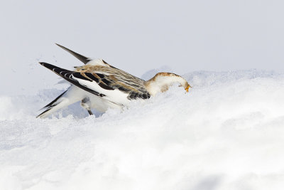 snow bunting 032913_MG_1751