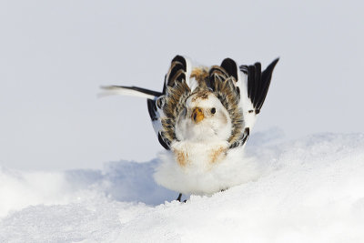 snow bunting 032913_MG_1897 