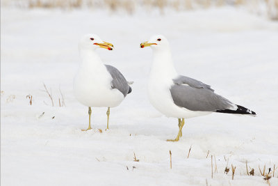 Large White-headed Gulls