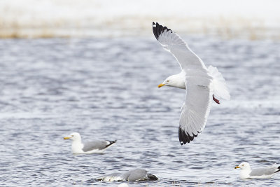 herring gull 041113_MG_4205 