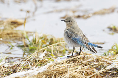 mountain bluebird 040713_MG_3466 