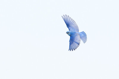 mountain bluebird 040713_MG_3622 