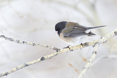 dark-eyed junco 041413_MG_6898 
