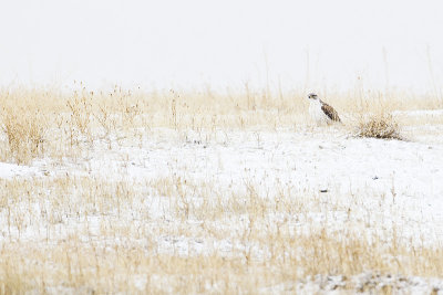 ferruginous hawk 041313_MG_5627 