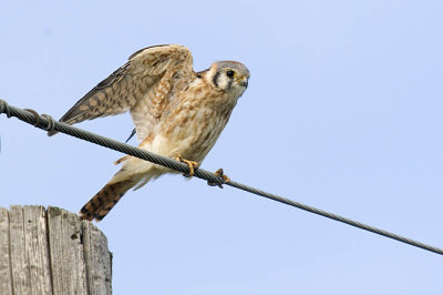 american kestrel 082106_MG_0294