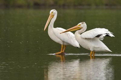 american white pelicans 081706_MG_1678