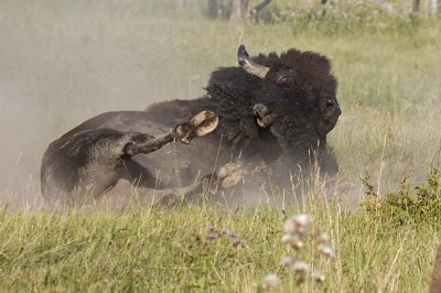 bison 081806_MG_3029