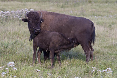 bison 081806_MG_3068