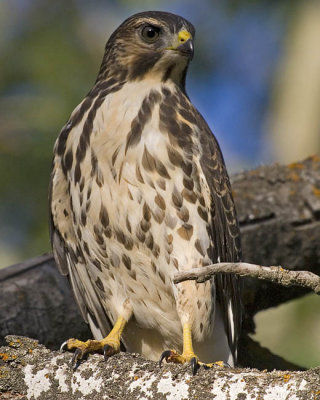 broad-winged hawk 082006_MG_0226