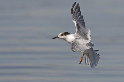 common tern 081806_MG_2429