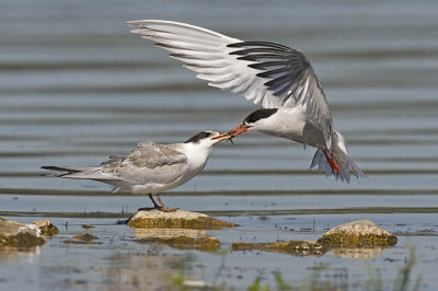 common terns 081806_MG_2571