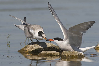 common terns 081806_MG_2786