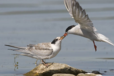 common terns 081806_MG_2975