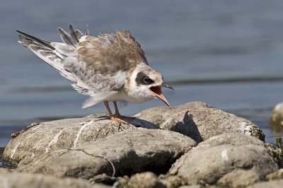 forster's tern 081806_MG_2609