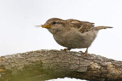 house sparrow 081706_MG_2031