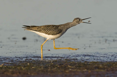 lesser yellowlegs 081606_MG_1138