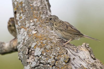 lincoln's sparrow 081706_MG_2069