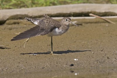 solitary sandpiper 082206_MG_0669