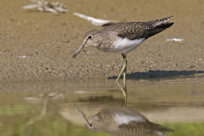 solitary sandpiper 082206_MG_0685