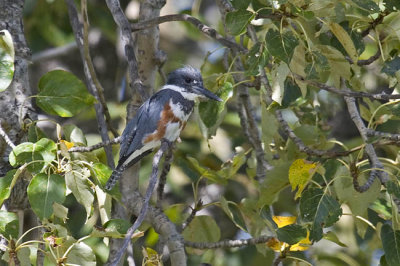 belted kingfisher 082406_MG_0794