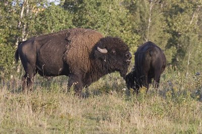 bison 082706_MG_1280