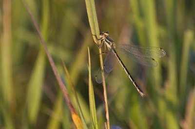spread-winged damselfly (Lestes sp.) 080206_MG_0768