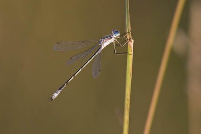 spread-winged damselfly (Lestes sp.) 080206_MG_0776