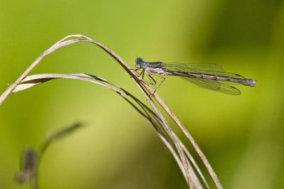 spotted spreadwing 082706_MG_1051
