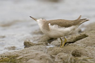 spotted sandpiper 082906_MG_0180