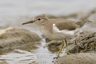 spotted sandpiper 082906_MG_0223
