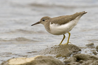 spotted sandpiper 082906_MG_0252