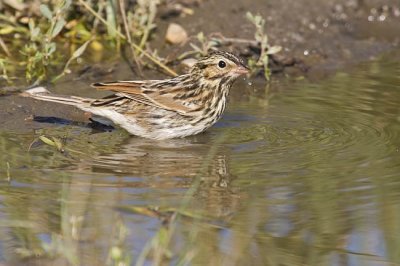 vesper sparrow 080206_MG_0589