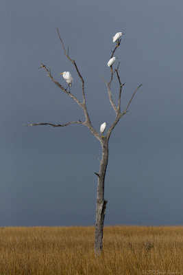 Birds of Louisiana 2012