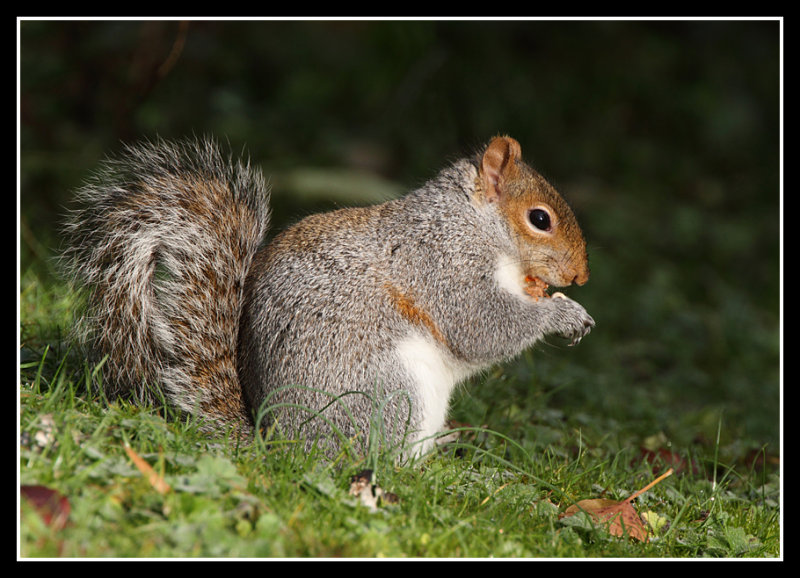 Grey Squirrel