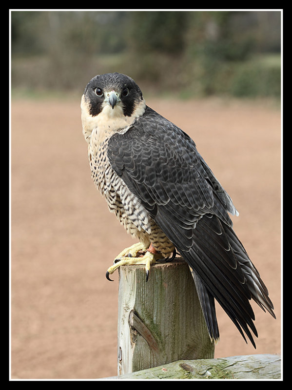 African Peregrine Falcon 