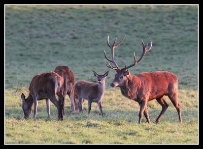 Red Deer 