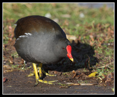 Moorhen