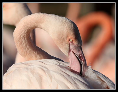 Greater Flamingo 