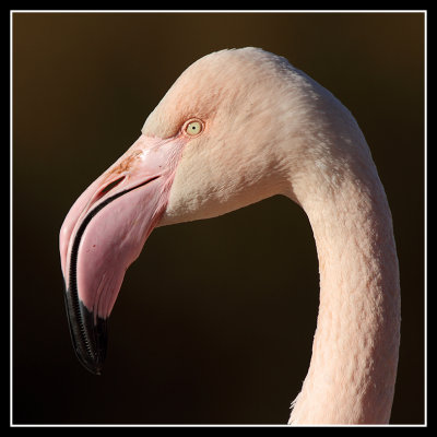 Greater Flamingo 