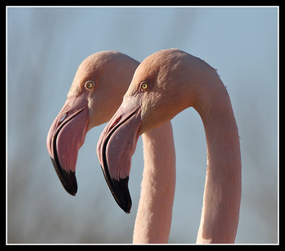 Greater Flamingos 