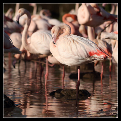 Greater Flamingos