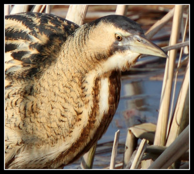 Bittern (100% crop)