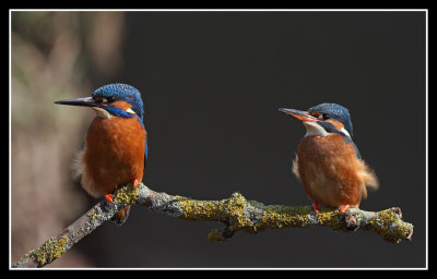 Kingfisher pair