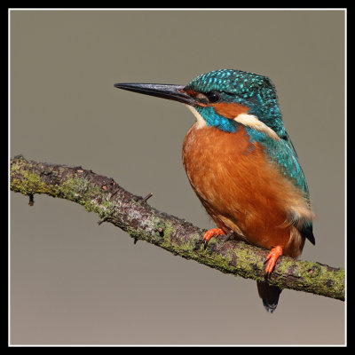 Male Kingfisher 