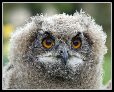 Indian Eagle Owl Chick 
