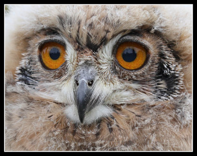 Desert Eagle Owl Chick 