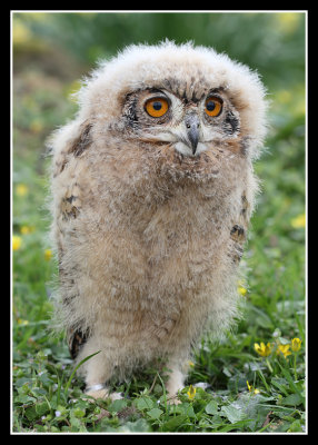 Desert Eagle Owl Chick 