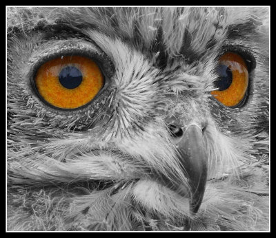 Desert Eagle Owl Chick